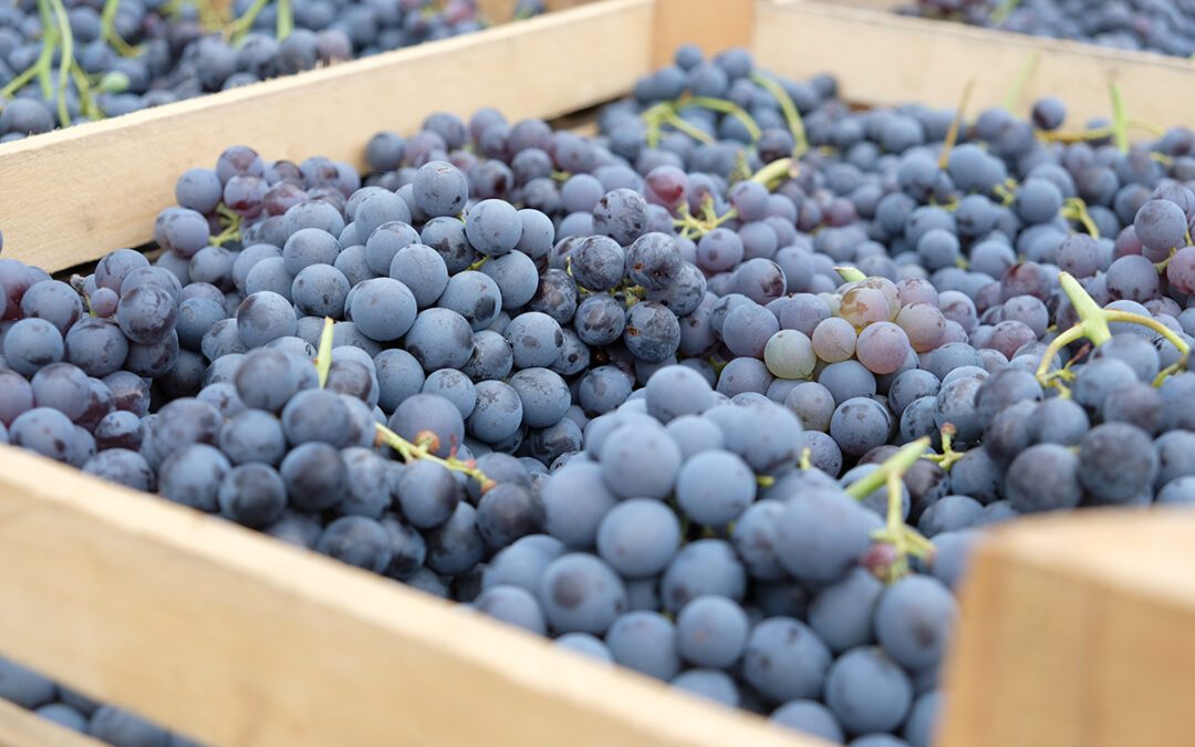 Gå en utbildning till certifierad sommelier och lär dig mer om vinets värld